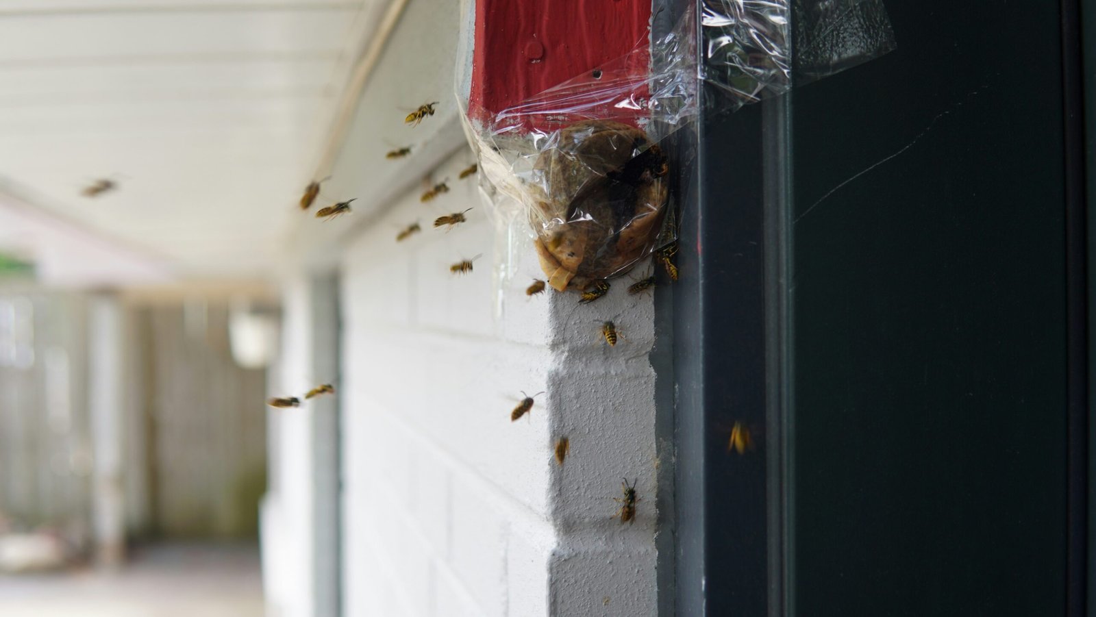 termite inspection